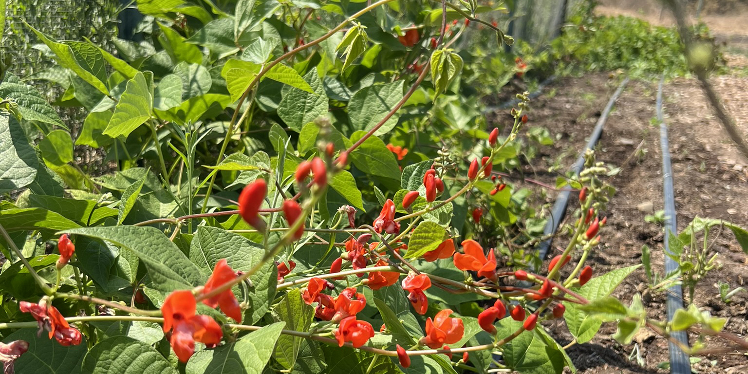 Red Runner Beans - Less common variety grown at Modoc Garden