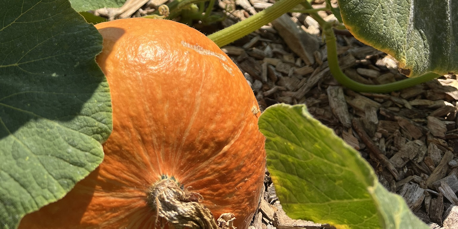 Red Kuri Squash - Less common variety grown at Modoc Garden