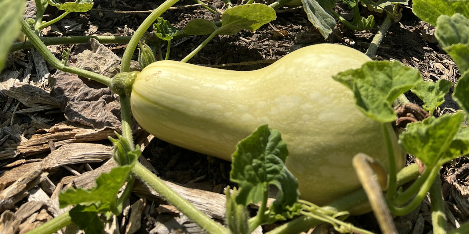 Butternut Squash - Common variety grown at Modoc Garden